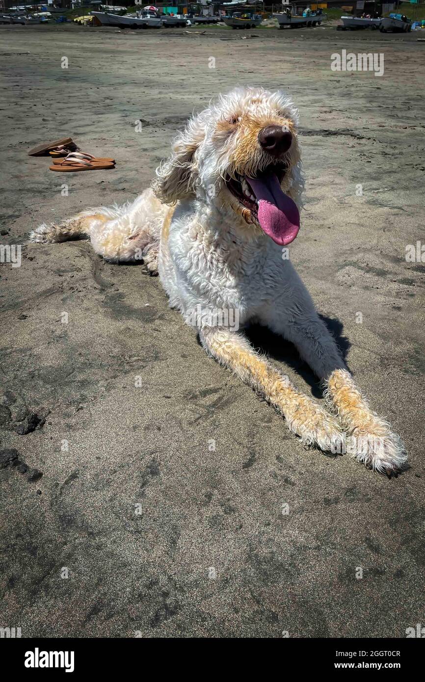 Un Labraddoodle relaxant dans le sable frais de Zaimokuza Beach près de Kamaura, Japon. Banque D'Images