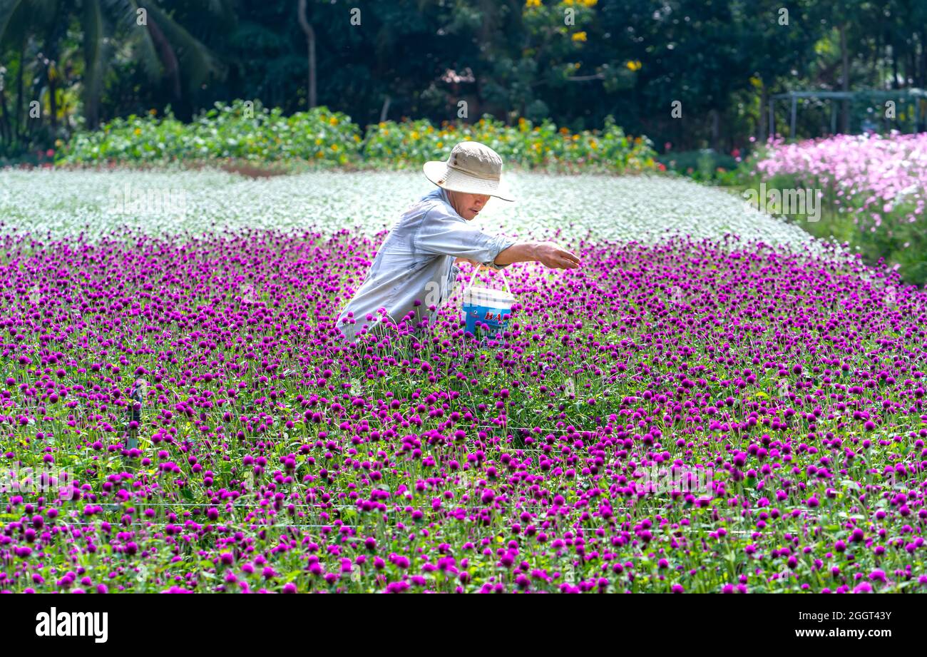 Les agriculteurs s'occupent soigneusement de leur petit jardin de fleurs dans la matinée du printemps comme un moyen de montrer leur amour pour la nature dans la campagne de Tien Giang, Vietnam Banque D'Images