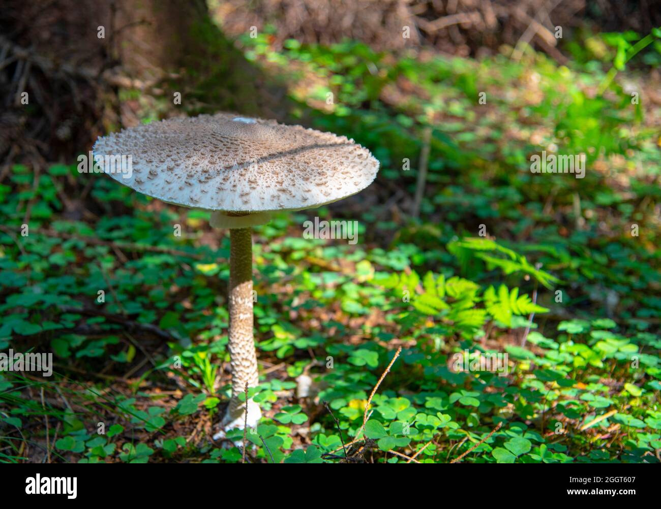 Macrolepiota procera. Un champignon ombrelle se dresse dans une clairière  de forêt, illuminée par le soleil Photo Stock - Alamy