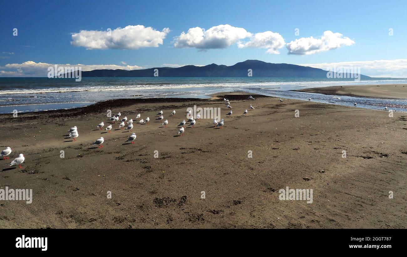 En face de l'île de Kapiti, des mouettes à bec rouge se cachent à l'embouchure du ruisseau Wharemauku, sur la côte de Kapiti, en Nouvelle-Zélande Banque D'Images