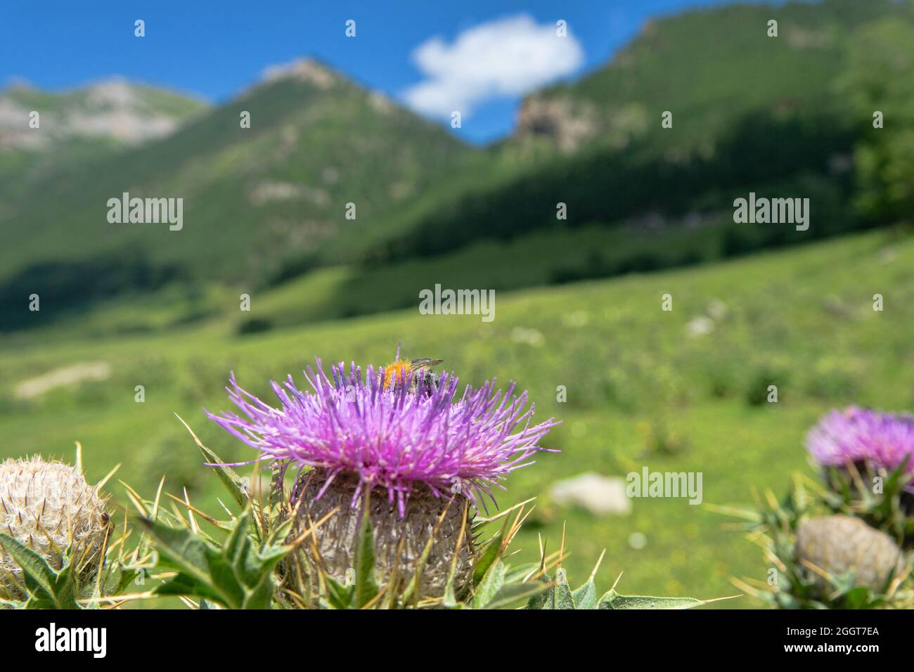 Fleurs de chardon (corolle de fleur) dans les montagnes du Caucase, pâturages alpins Banque D'Images