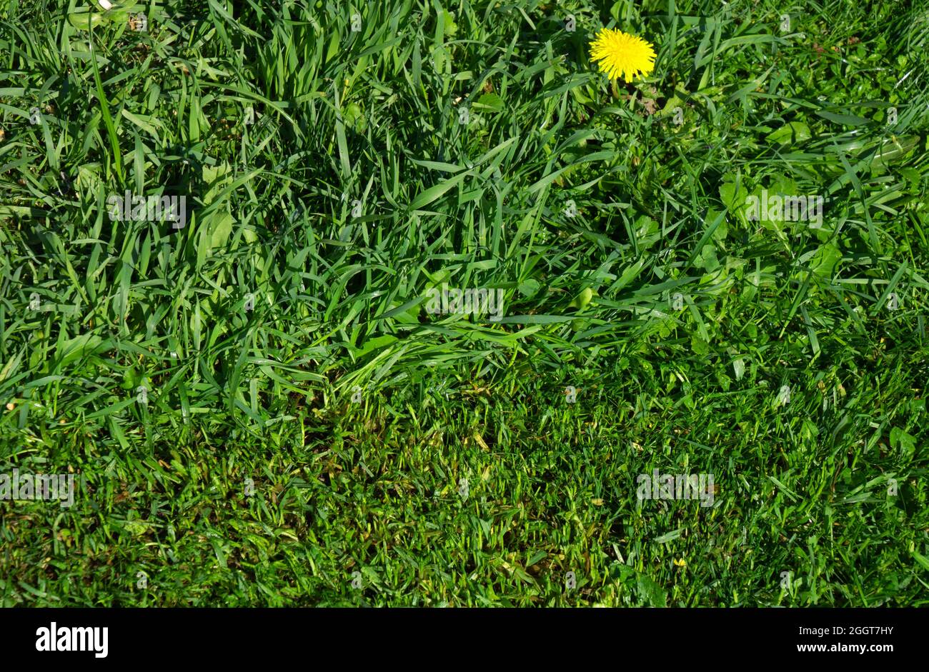l'herbe haute et l'herbe tondue sur la pelouse côte à côte peuvent être utilisées comme thème d'entretien de jardin Banque D'Images