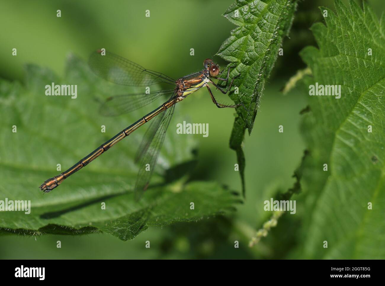 Une femelle de saule Emerald Damselfly, Chalcolestes viridis, qui perche sur une feuille d'ortie qui se dévisse. Banque D'Images