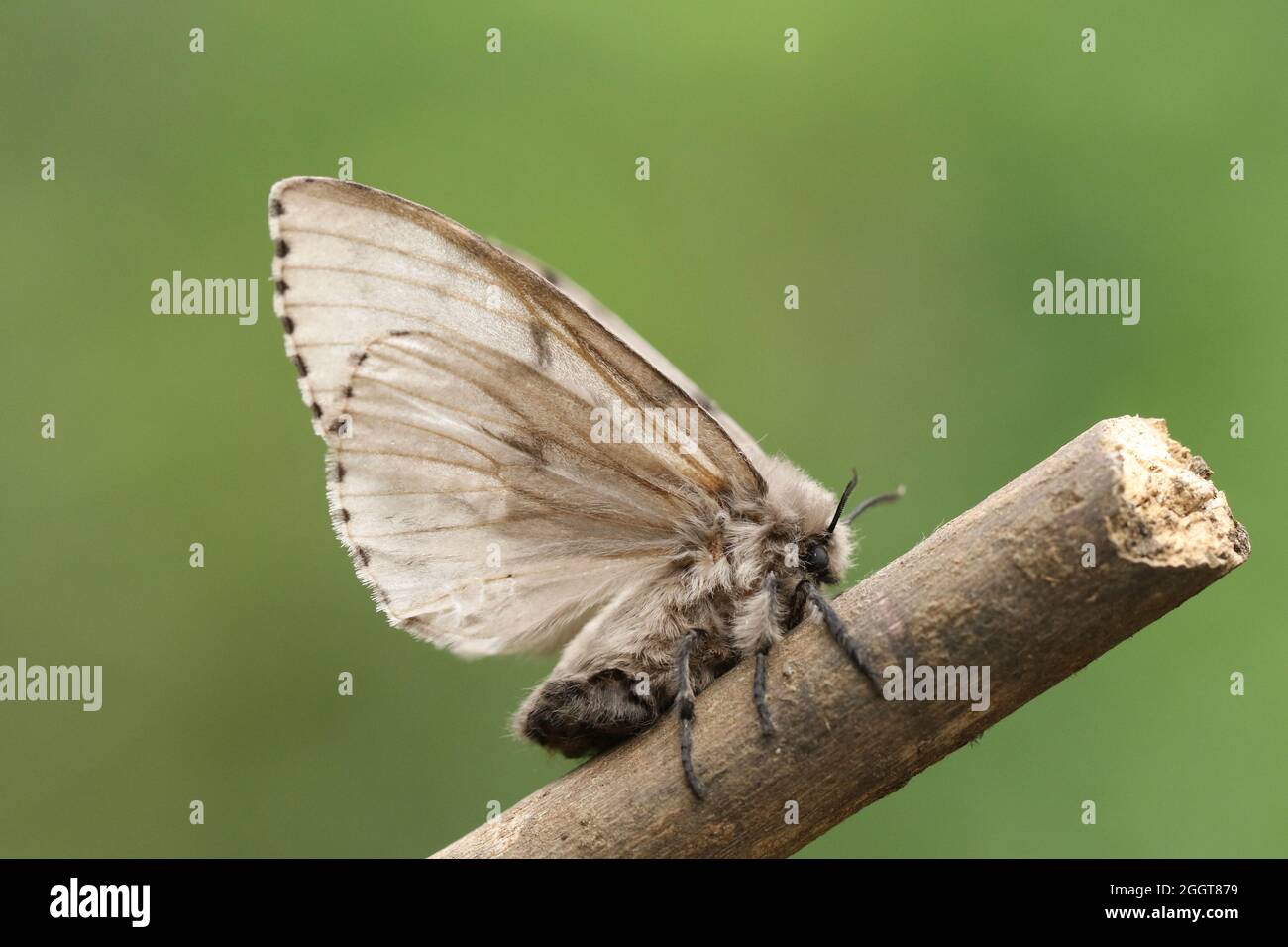 Une Moth tzigane, Lymantria dispar, perchée sur une branche. Banque D'Images