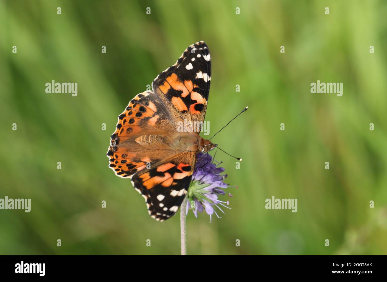 Une belle Dame de papillon peinte, Vanessa cardui, nectaring sur une fleur sauvage de Scabious. Banque D'Images