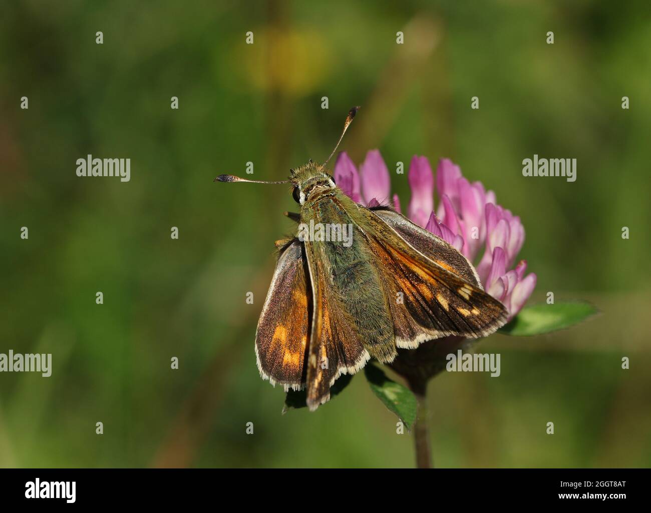 Un rare papillon de l'Hesperia Comma à pois d'argent, qui s'élanche sur une fleur sauvage de Clover. Banque D'Images