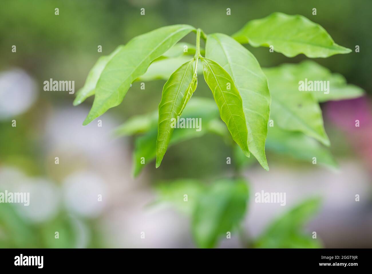 Jeunes feuilles vertes fraîches sur une branche d'arbre dans la nature Banque D'Images