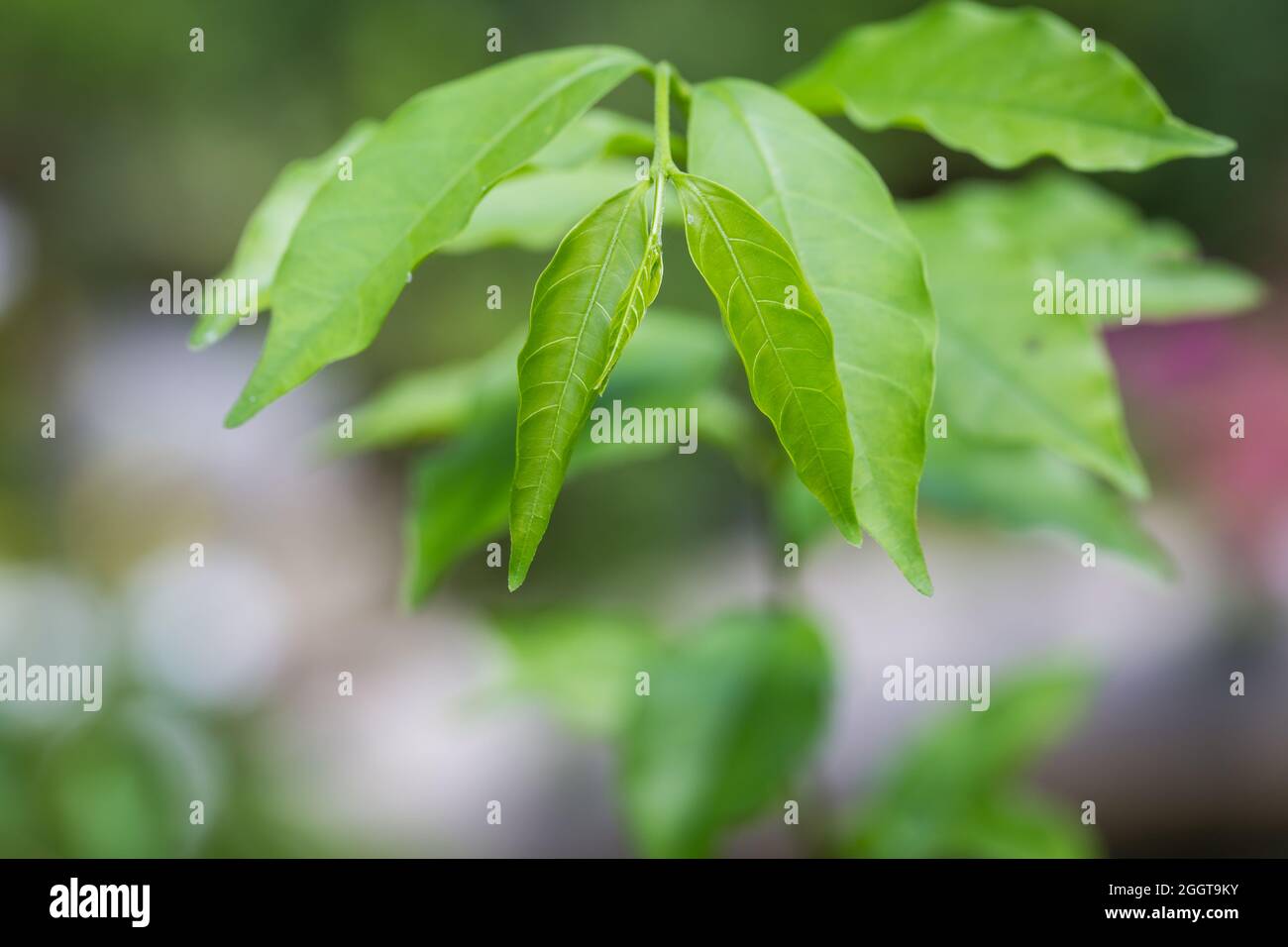 Jeunes feuilles vertes fraîches sur une branche d'arbre dans la nature Banque D'Images