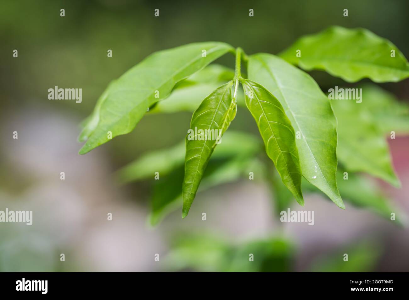 Jeunes feuilles vertes fraîches sur une branche d'arbre dans la nature Banque D'Images