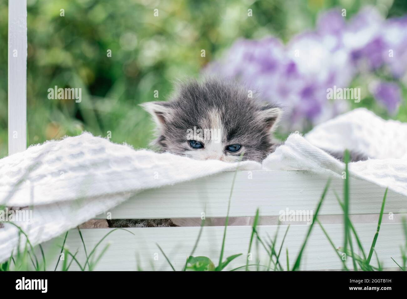 Mignon Petit Chaton Gris Et Blanc Assis Dans Un Panier En Bois Animal De Compagnie Charmant Sur Fond D Herbe Verte Et De Fleurs Photo Stock Alamy
