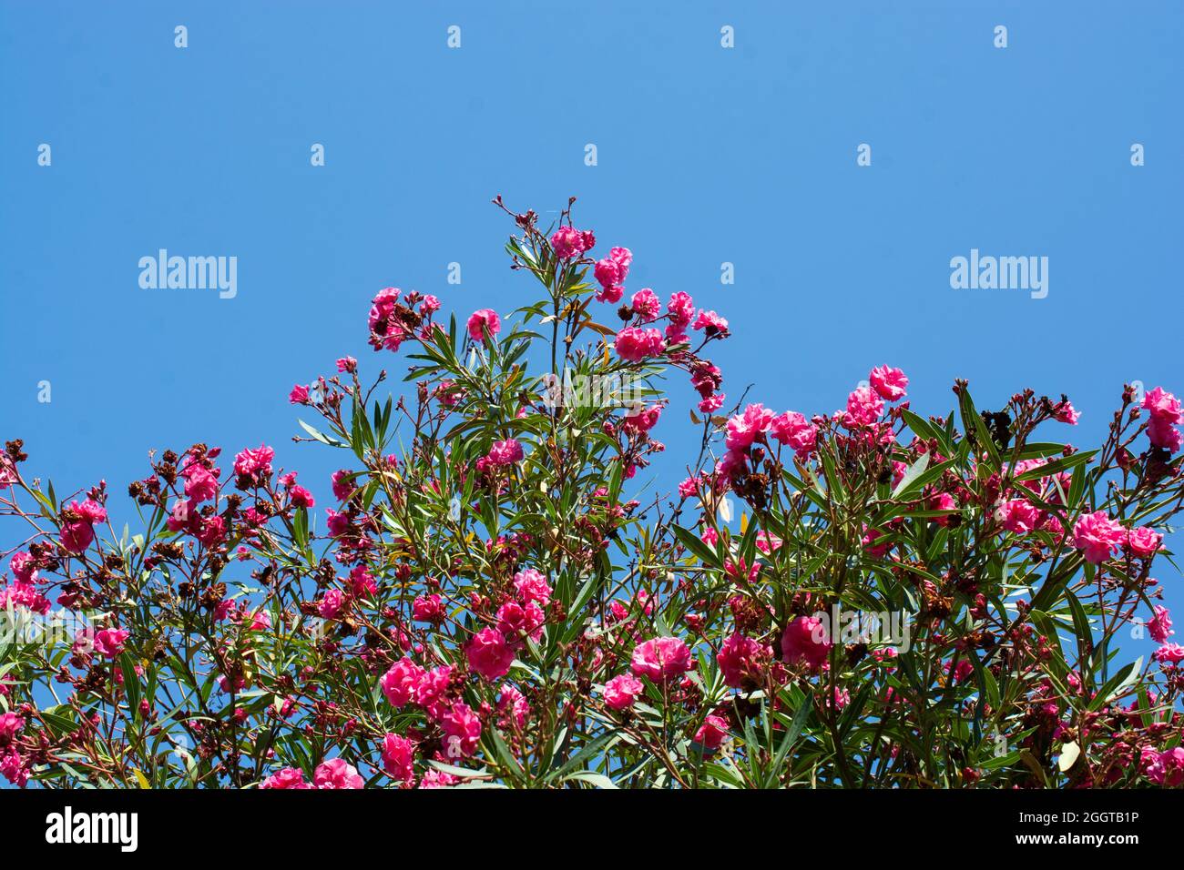 Photo à angle bas d'un arbre rose à l'oléander contre un ciel bleu clair Banque D'Images