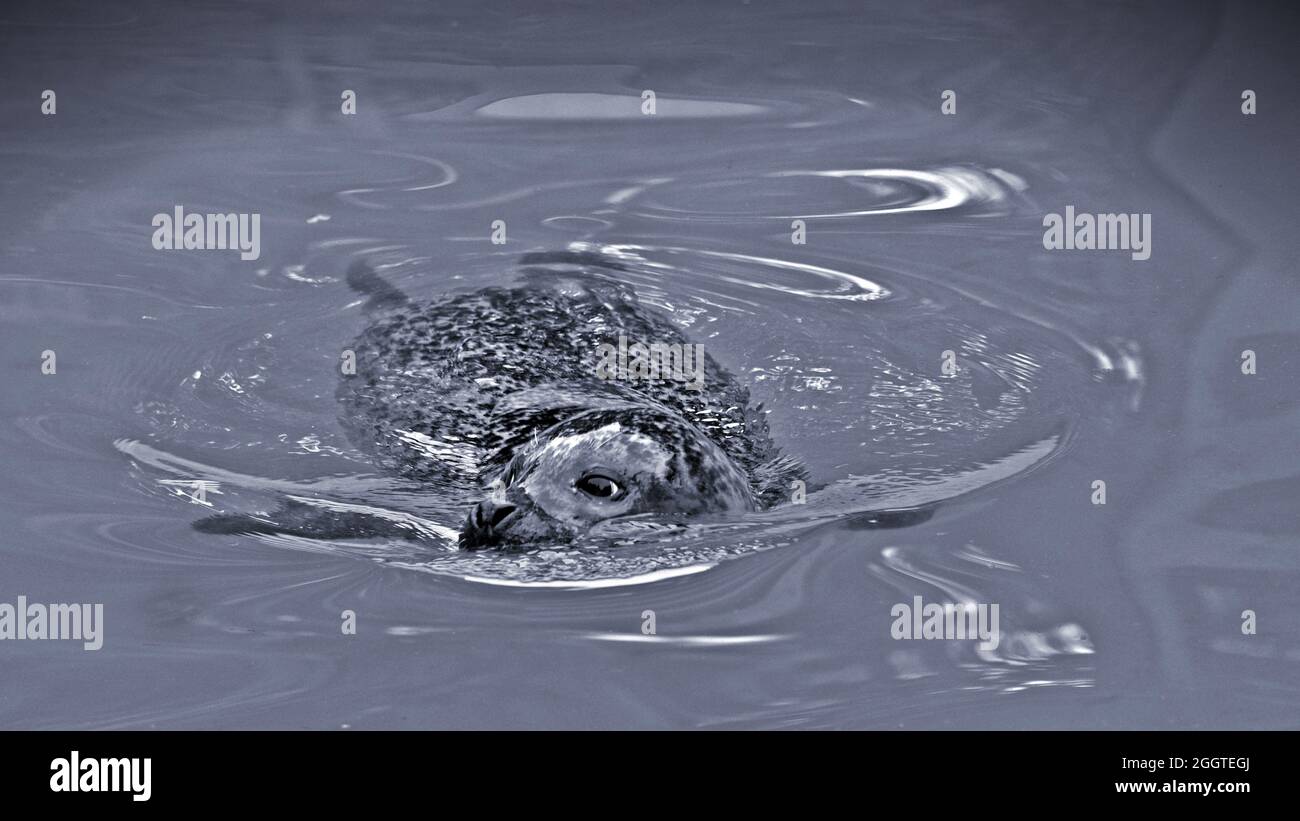 Gros plan en noir et blanc de la tête d'un joint de natation Banque D'Images