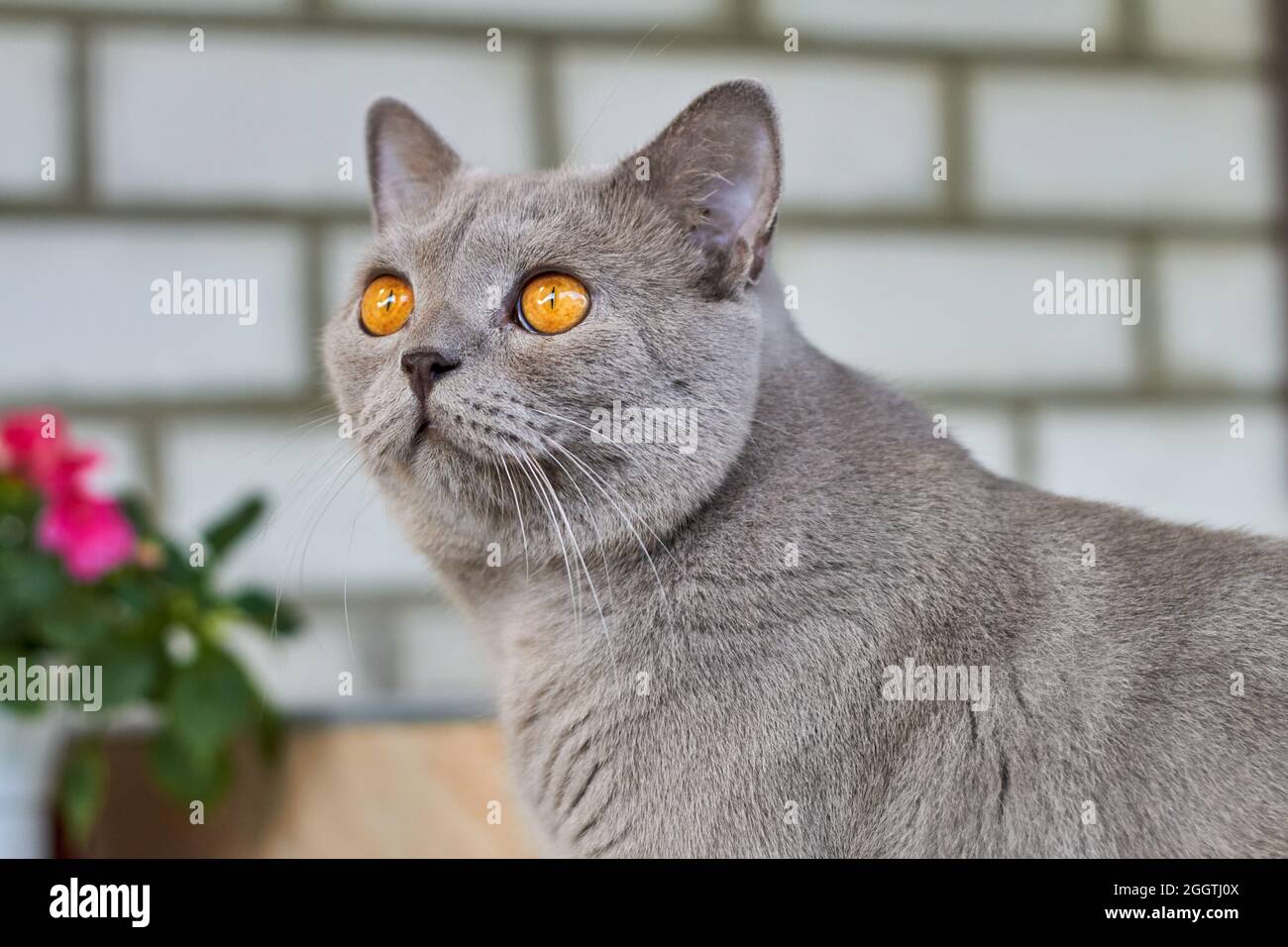 Chat Britannique Gris A Poil Court Avec Des Yeux Orange Sur Un Fond De Mur De Briques Gris Gros Plan Photo Stock Alamy