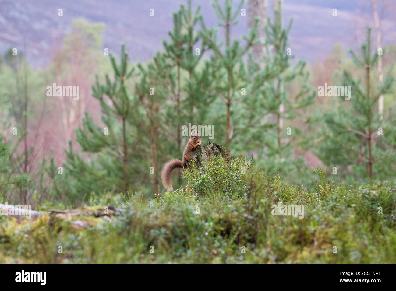 Écureuil rouge eurasien (Sciurus vulgaris)l dans une forêt de pins écossais Banque D'Images