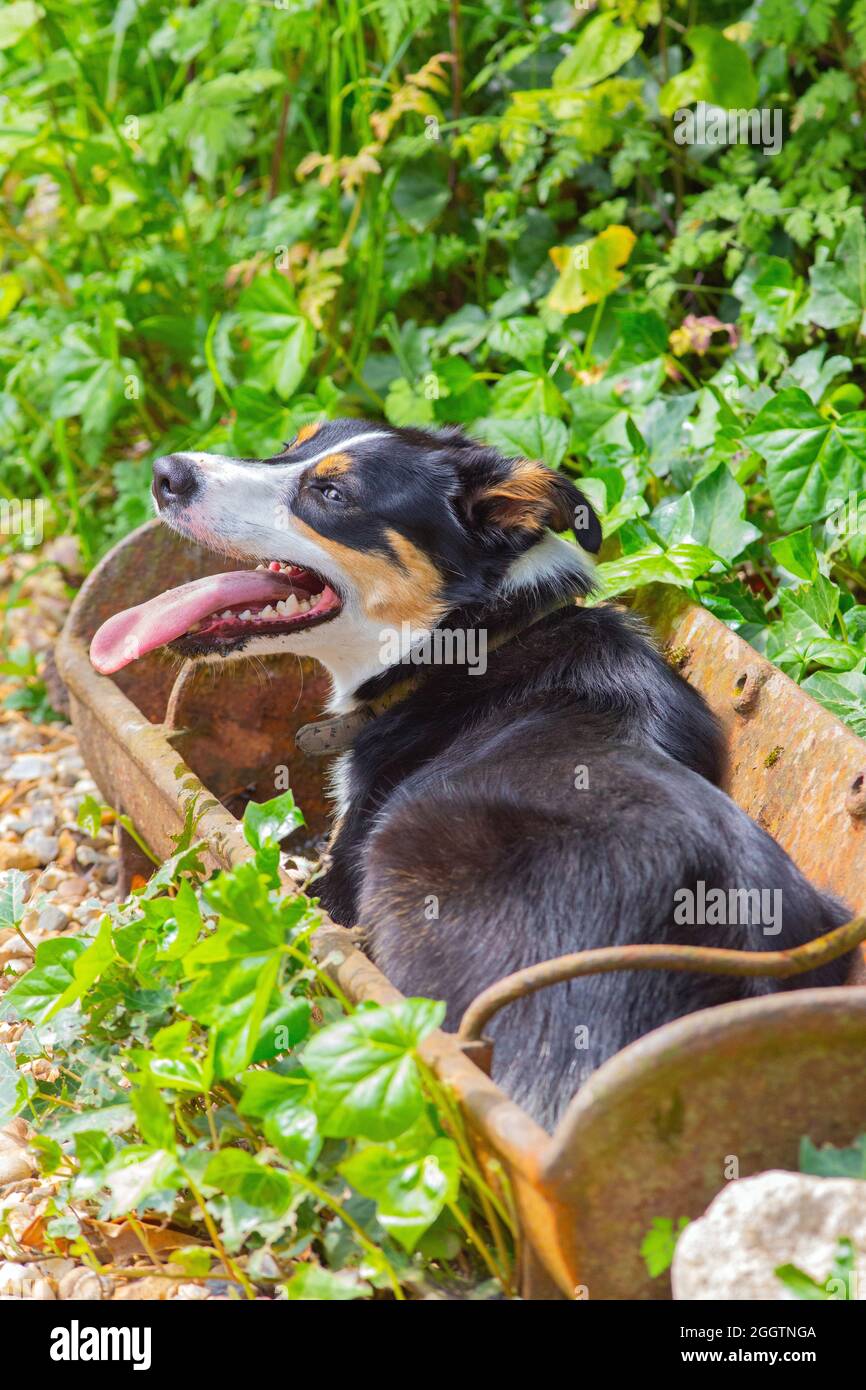 Chien Collie à bordure tricolore, essayant de se refroidir dans un creux d'eau presque vide, vieux porcin de ferme en fonte. Une nécessité extrême. Banque D'Images