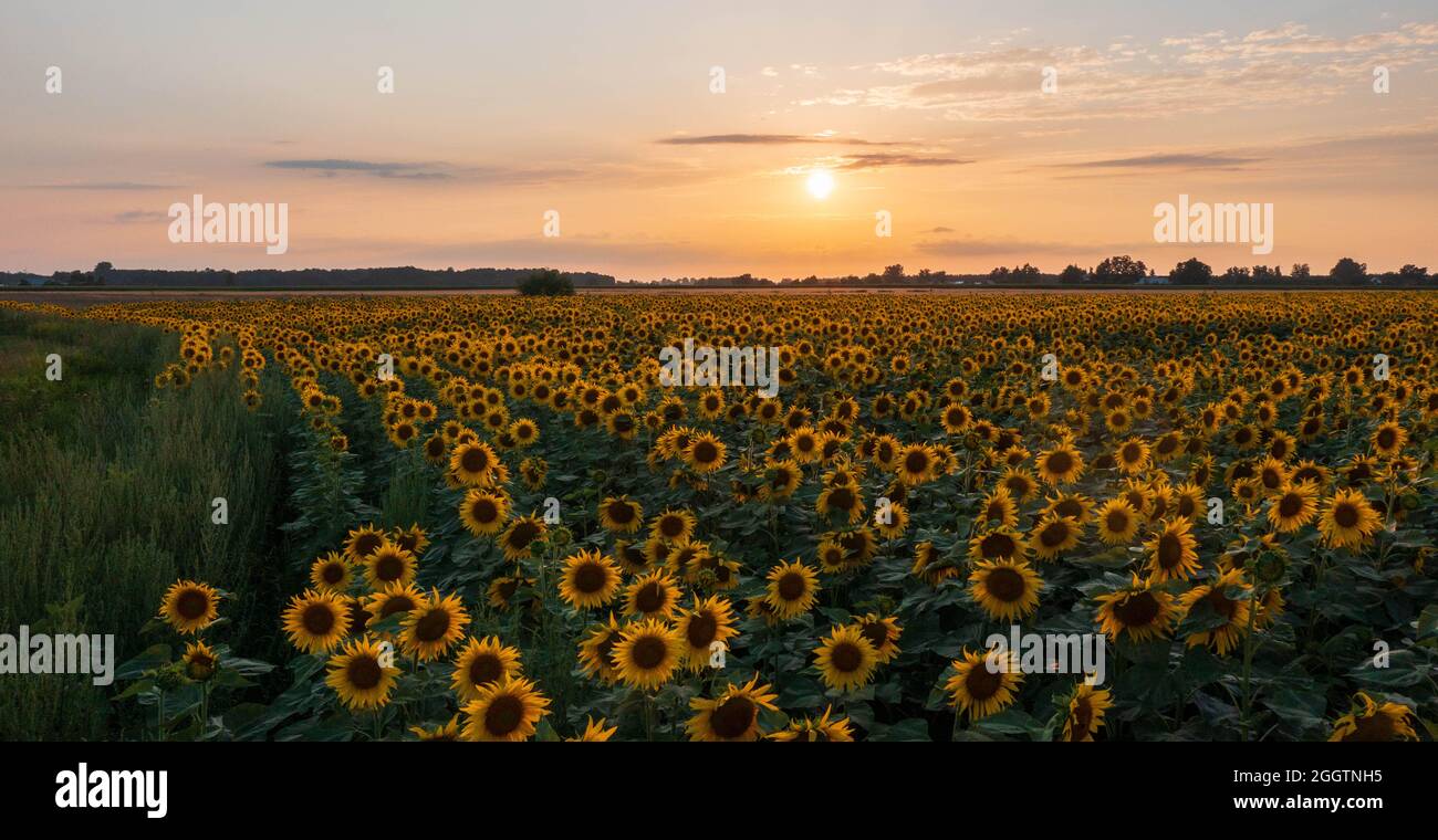 Champ de tournesol en été lumière du coucher du soleil, Podlaskie Voivodeship, Pologne, Europe Banque D'Images