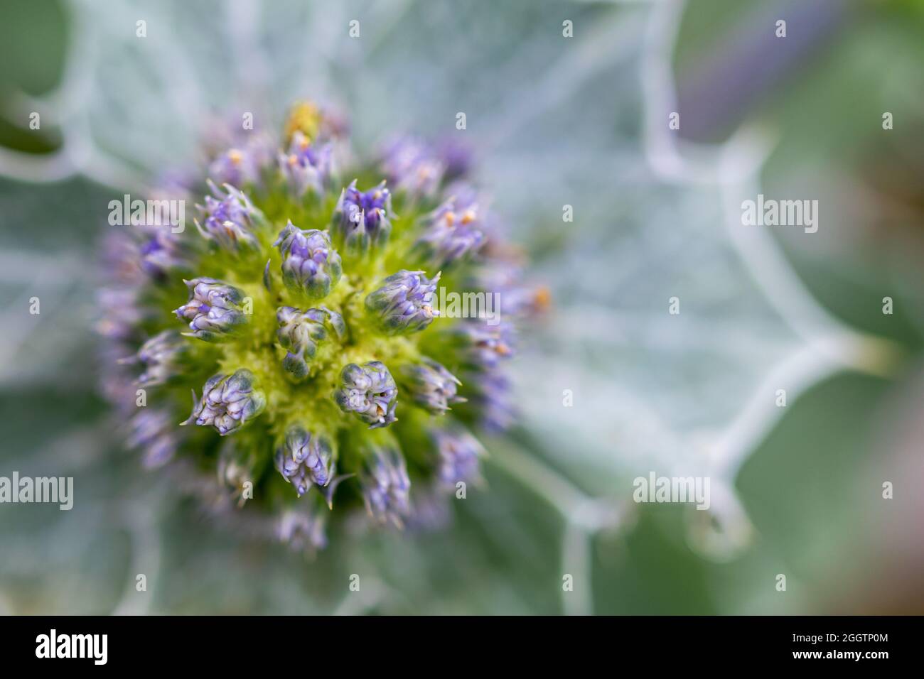 Une image macro unique d'une fleur de cactus le long du rivage de la mer Méditerranée fond d'écran Banque D'Images