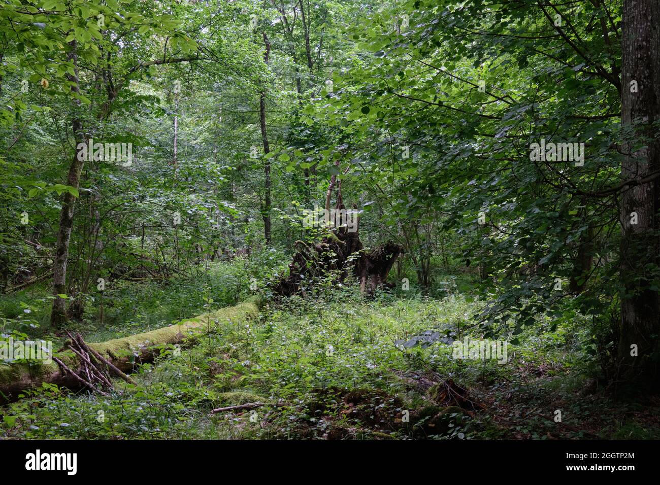 En été forêt décidue avec des racines de chêne cassées en arrière-plan, forêt de Bialowieza, Pologne, Europe Banque D'Images