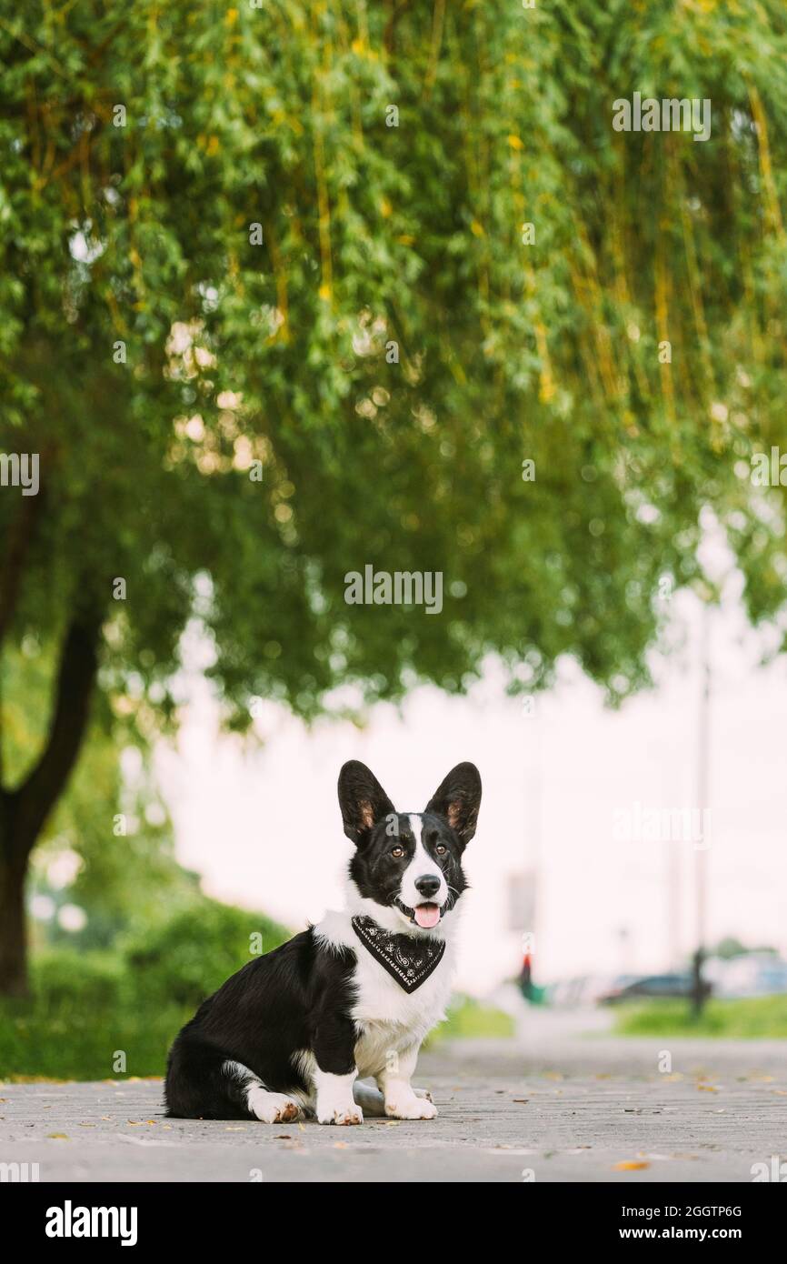 Funny Cardigan Welsh Corgi chien assis sous les branches de l'arbre sur la route. Welsh Corgi est Un petit type de chien de troupeau originaire du pays de Galles Banque D'Images