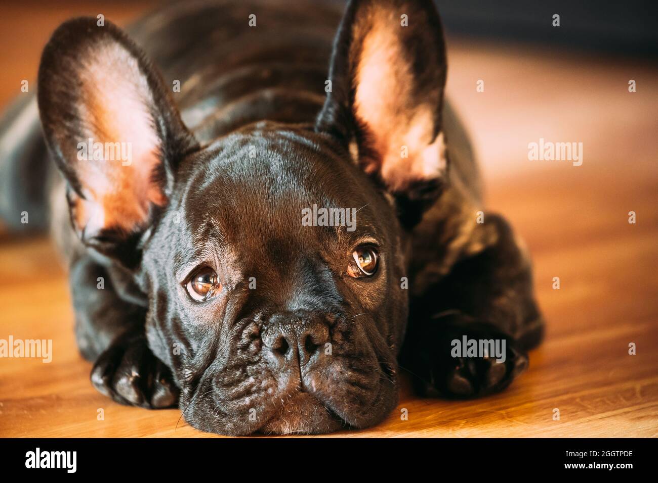Jeune chien noir français Bulldog chien chiot avec tache blanche assis sur le sol Laminate maison intérieure. Bébé chien drôle. Triste chien Bulldog chien chiot Banque D'Images