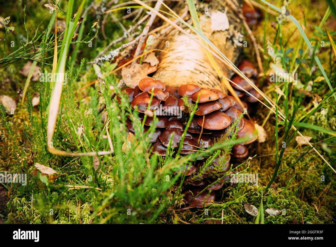 Hypholoma capnoides dans la forêt d'automne en Biélorussie. Hypholoma capnoides est un champignon comestible de la famille des Strophariaceae Banque D'Images