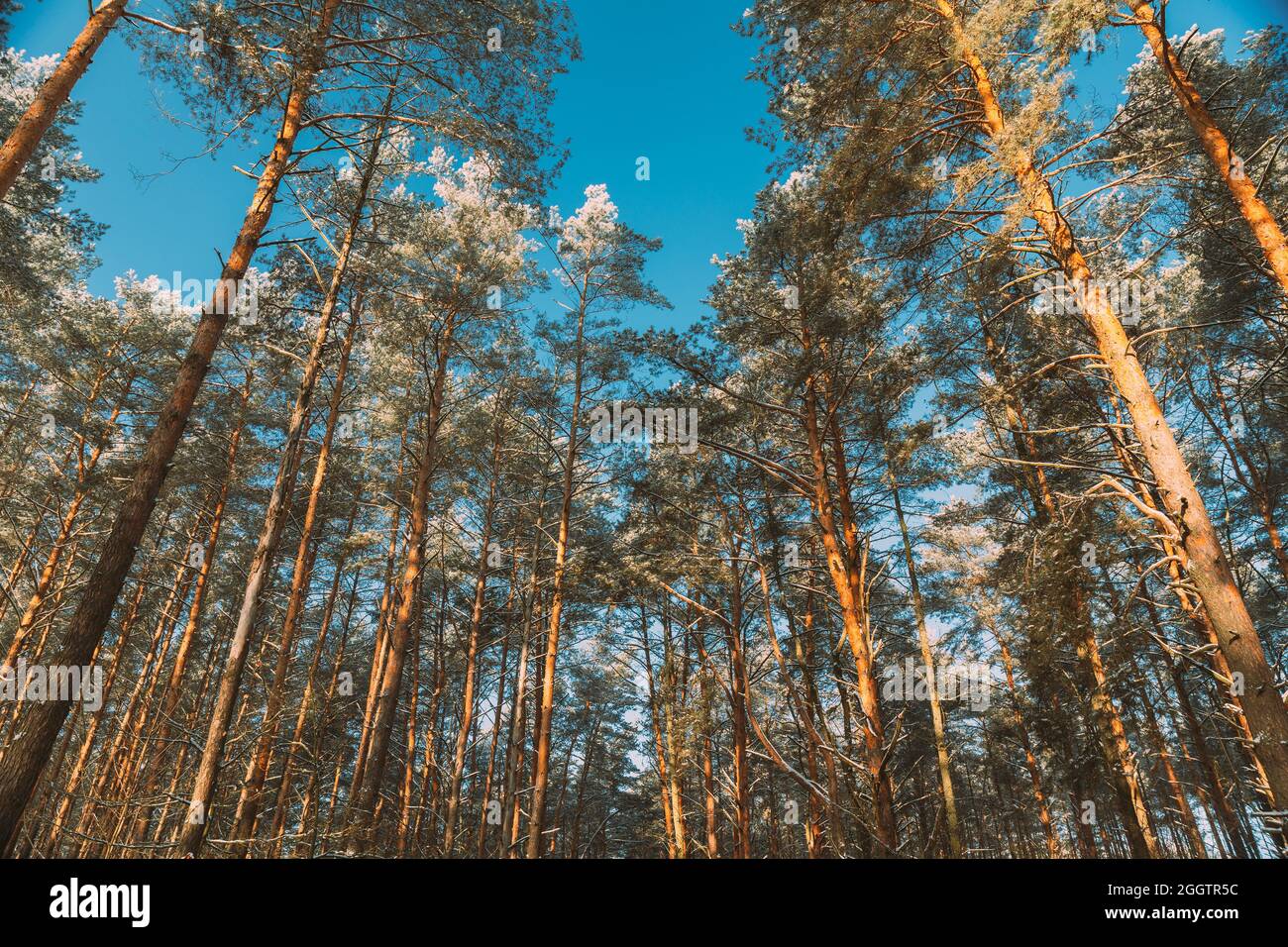 Regarder vers le haut vue arbres décongelés Trunks de pin gelé Bois en hiver Forêt de conifères enneigés. Beaux bois en paysage forestier Banque D'Images
