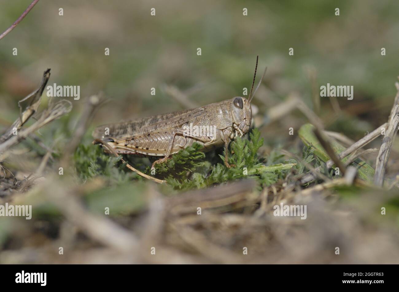 Criquet italien (Callipamus italicus) debout sur l'herbe dans un pré séché Aveyron - France Banque D'Images