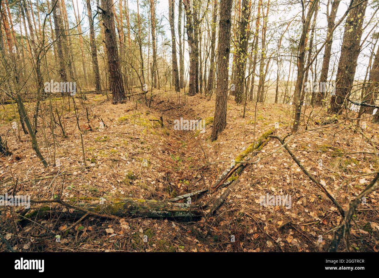 Anciennes tranchées abandonnées de la Seconde Guerre mondiale dans Forest depuis la Seconde Guerre mondiale en Biélorussie. Début du printemps ou de la saison d'automne Banque D'Images