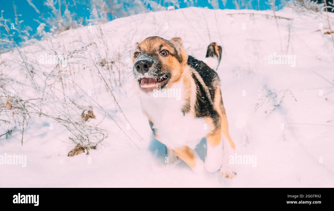 Chiot de race mixte chien jouant dans la forêt de neige en hiver Banque D'Images