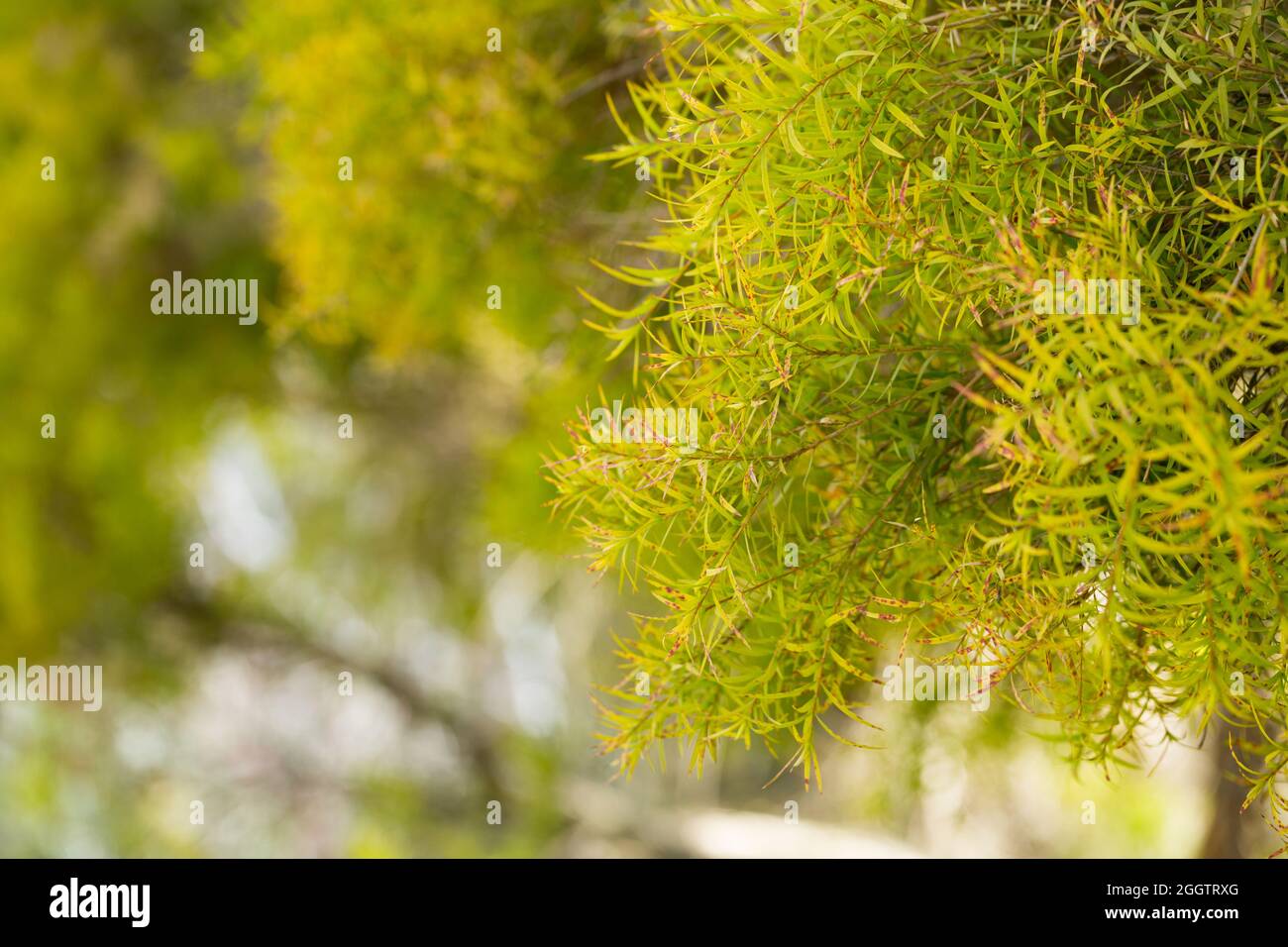 À FEUILLES DE LIN Paperbark est une espèce d'arbre Melaleuca à feuilles odorantes Banque D'Images