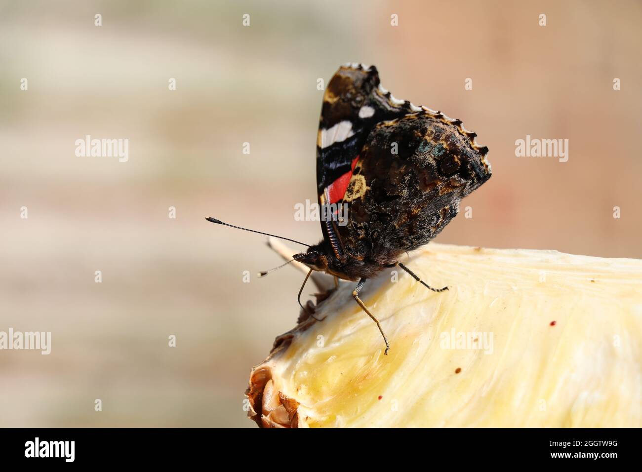 papillon atalanta se nourrissant d'une tranche d'ananas Banque D'Images