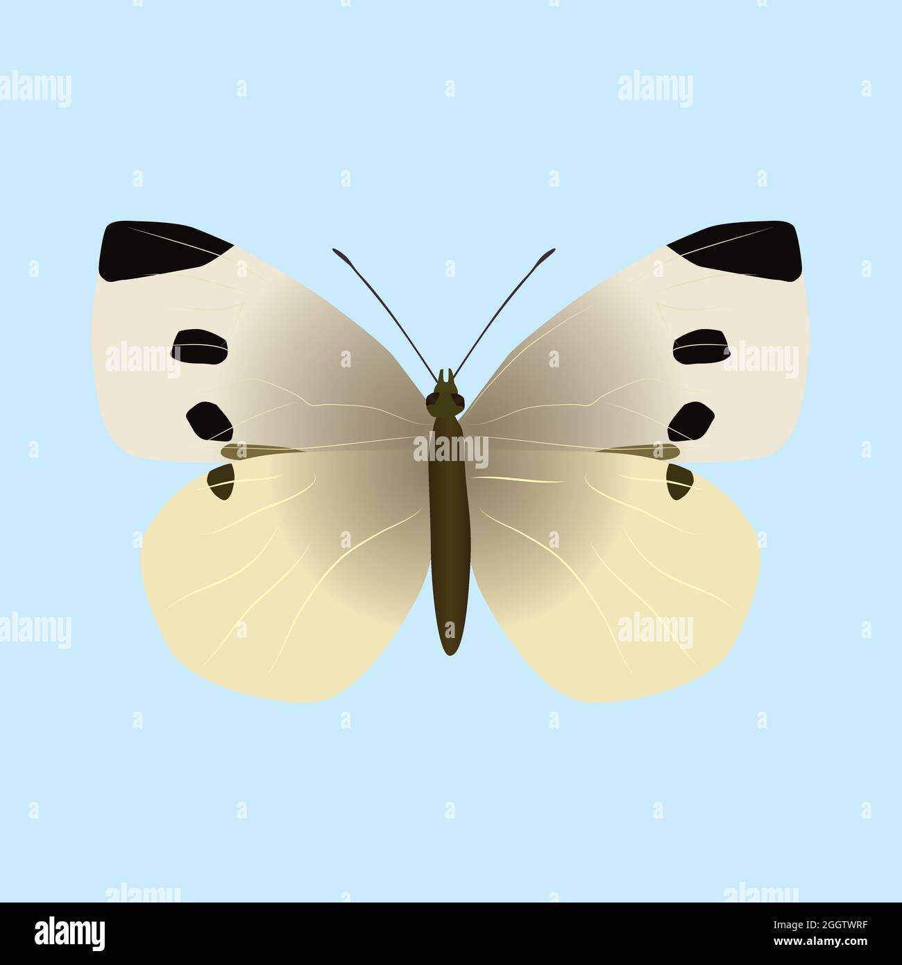 Pieris rapae ou petit papillon blanc. L'insecte est coupé sur un fond bleu Illustration de Vecteur