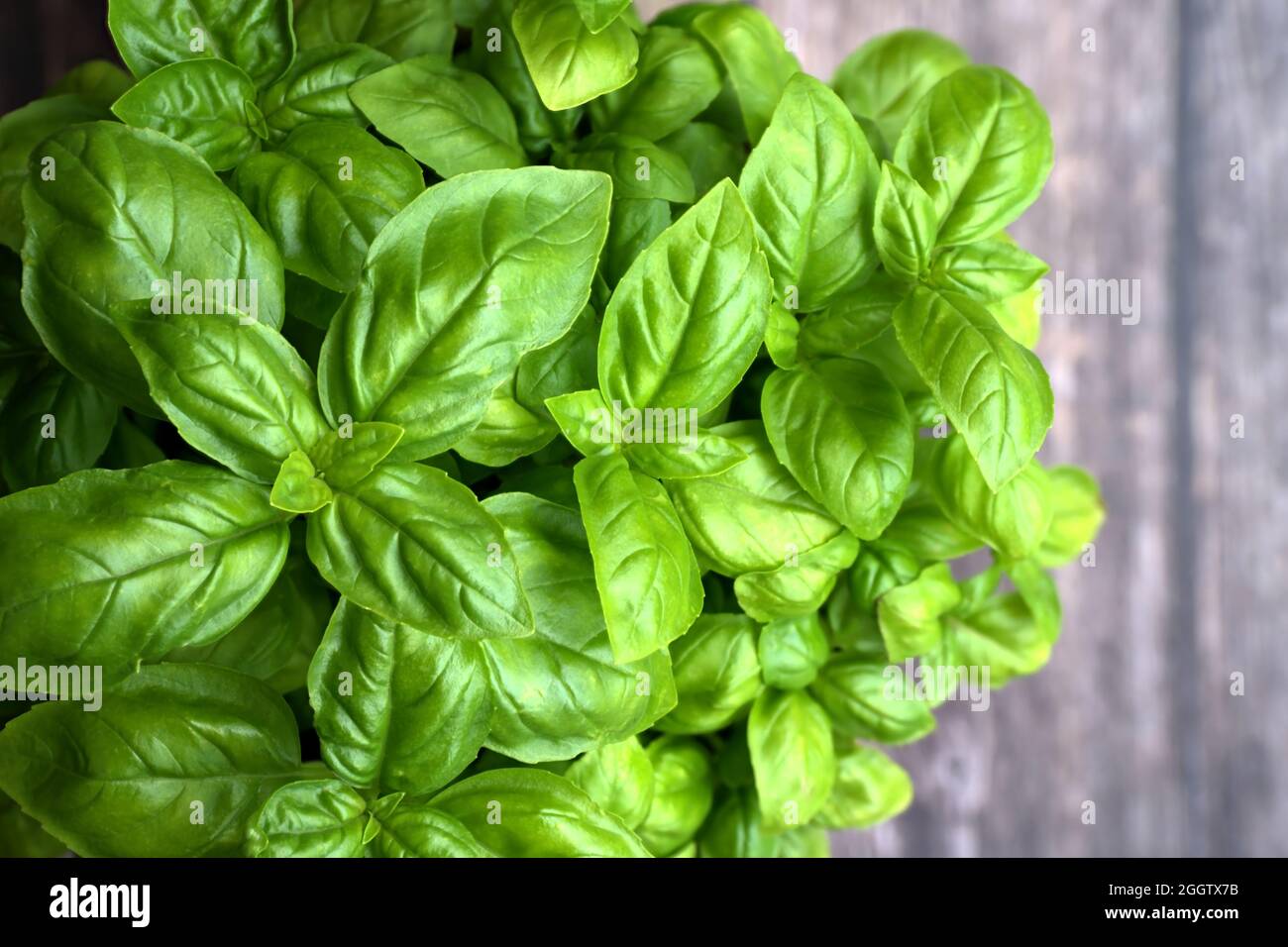 Gros plan de basilic dans une casserole sur fond de bois rustique Banque D'Images