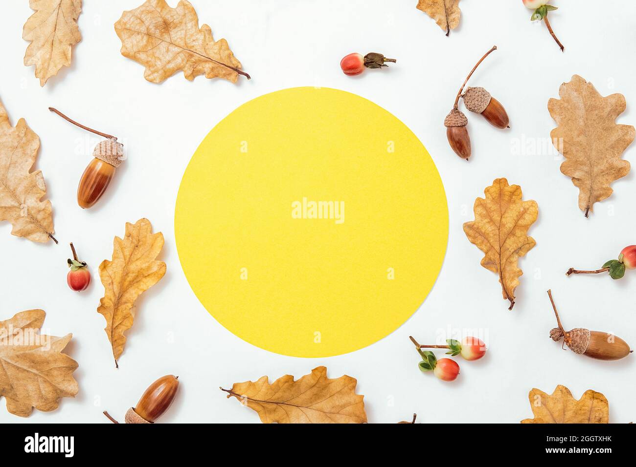 Composition minimale d'automne. Couronne d'acornes, feuilles d'aok dorées et baies rouges sur fond blanc. Maquette de cadre de forme de cercle jaune pour le texte. Automne Banque D'Images