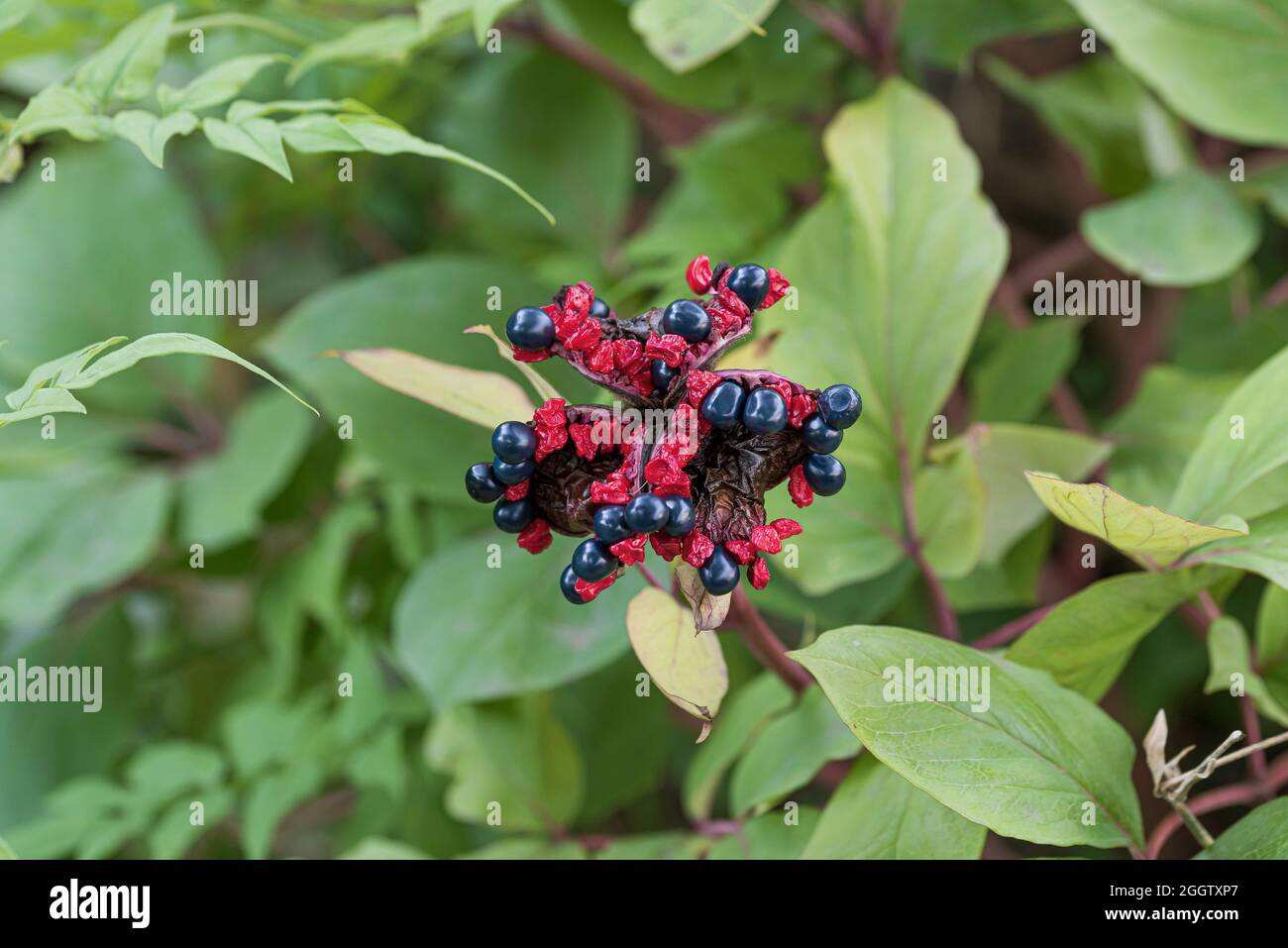 Pivoine dorée, pivoine caucasienne (Paeonia mlokosewitschii, Paeonia daurica subsp. Mlokosewitschii), fruit, Allemagne Banque D'Images