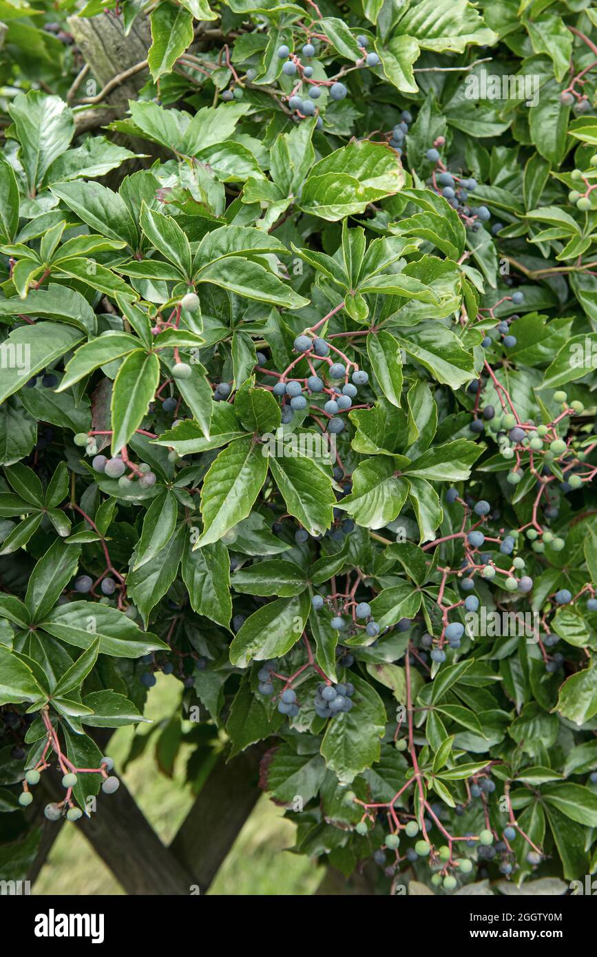 Virginia rampante, Woodbine berry (Parthenocissus quinquefolia var. Engelmannii, Parthenocissus quinquefolia 'engelmannii', Parthenocissus Banque D'Images