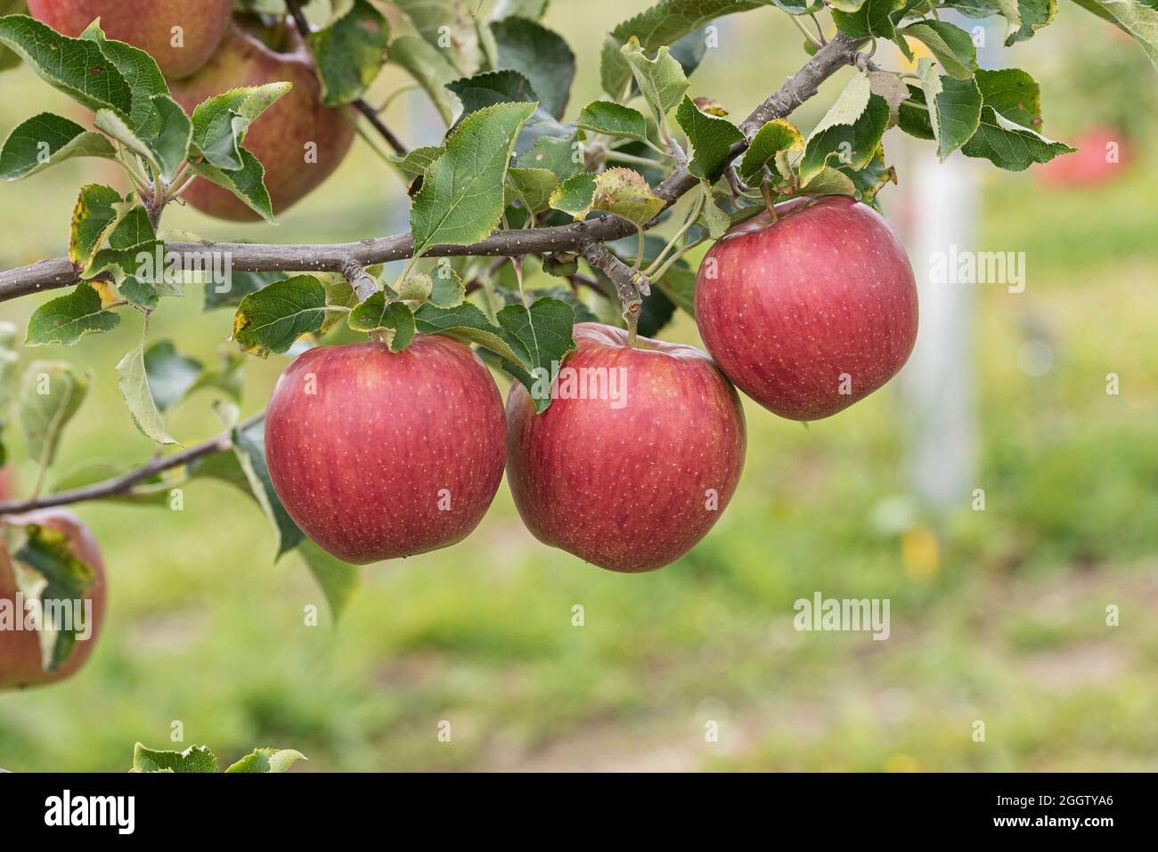 pomme (Malus domestica 'Rubinstar', Malus domestica Rubinstar), pommes sur un tre, cultivar Rubinstar Banque D'Images