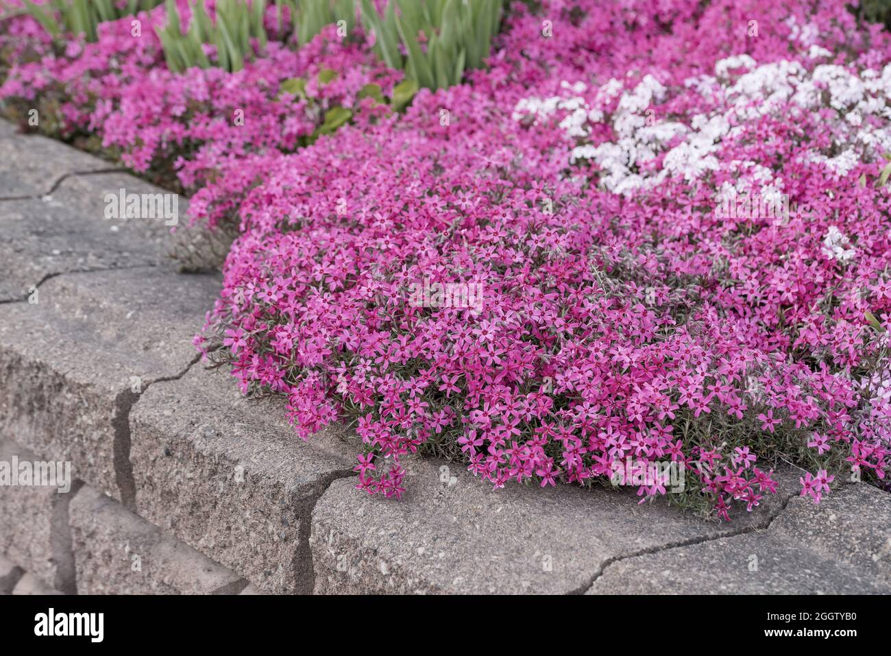 Phlox (Phlox subulata 'flamme de l'écarlate', Phlox subulata flamme de l'écarlate), floraison, flamme de l'écarlate du cultivar, Allemagne Banque D'Images