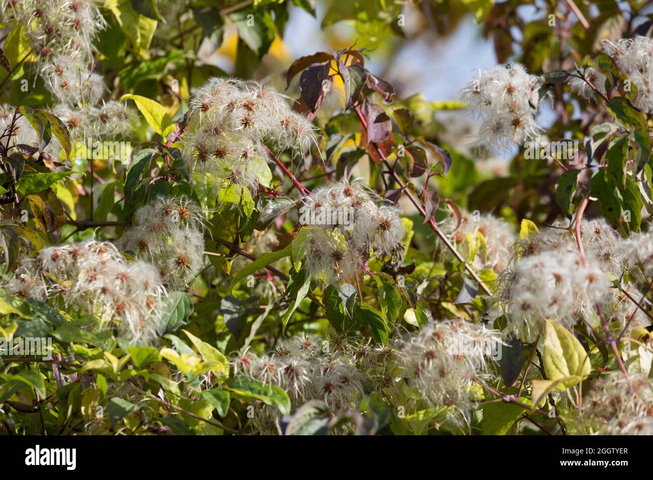 La joie des voyageurs, Old Man's Beard (Clematis vitalba), la fructification, Allemagne Banque D'Images