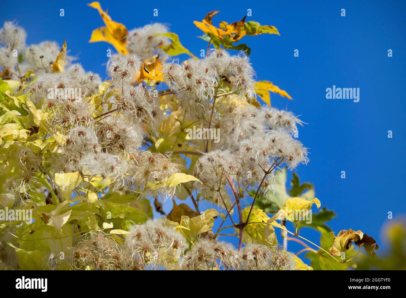 La joie des voyageurs, Old Man's Beard (Clematis vitalba), la fructification, Allemagne Banque D'Images