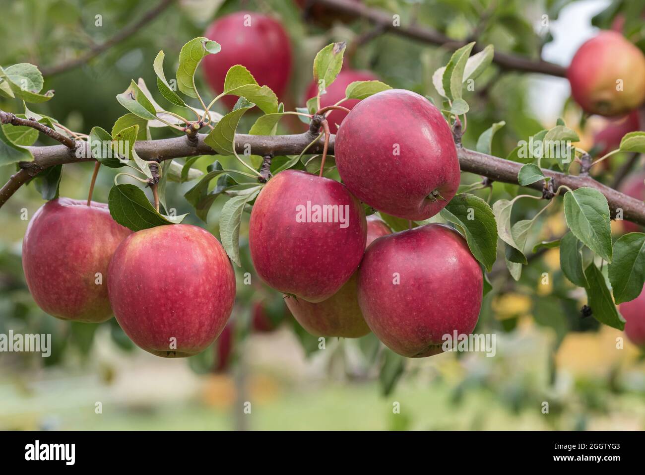 pomme (Malus domestica 'Rewena', Malus domestica Rewena), pommes sur un tre, cultivar Rewena Banque D'Images