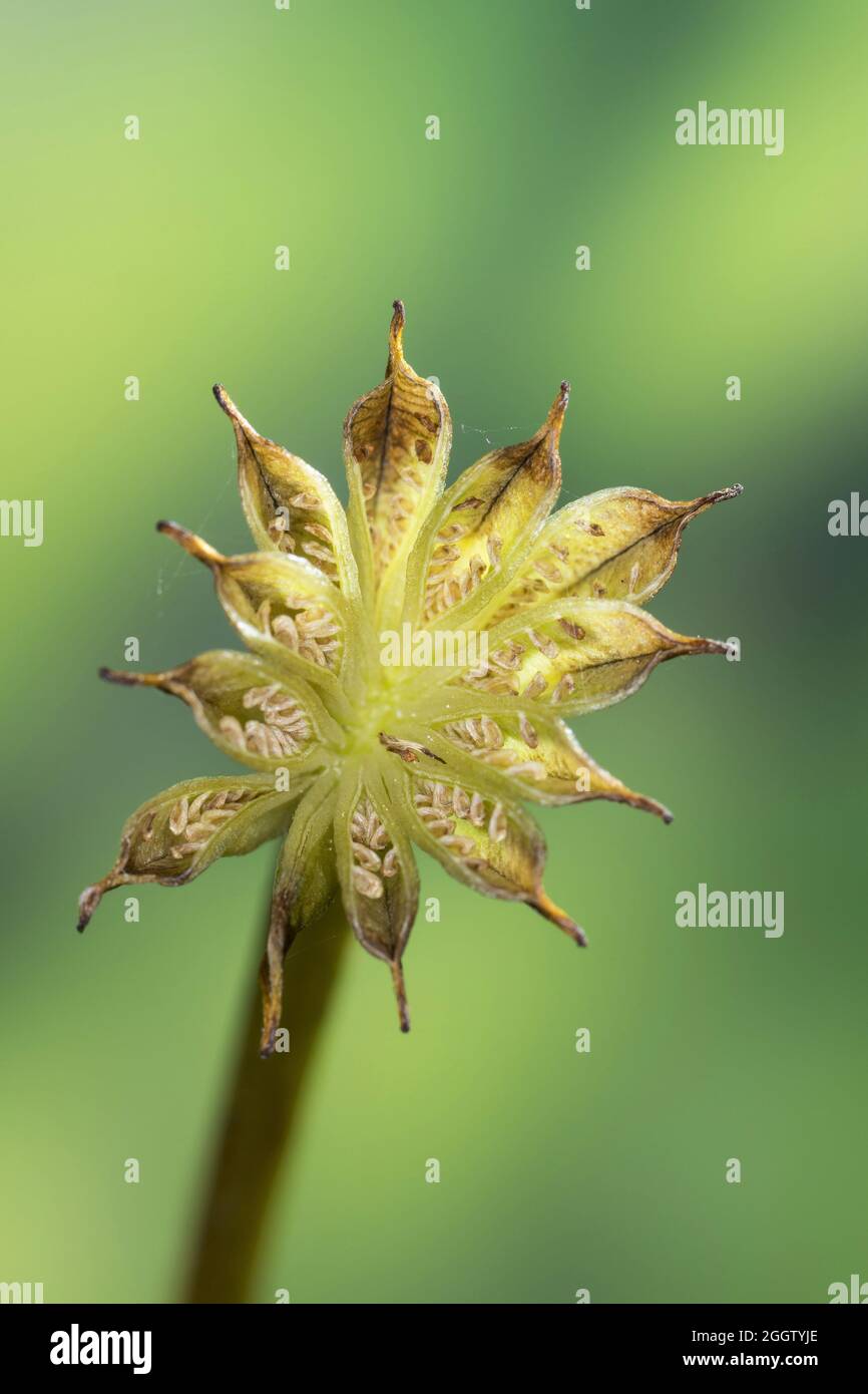 marais marigold (Maltha palustris), infroctescence, Allemagne Banque D'Images