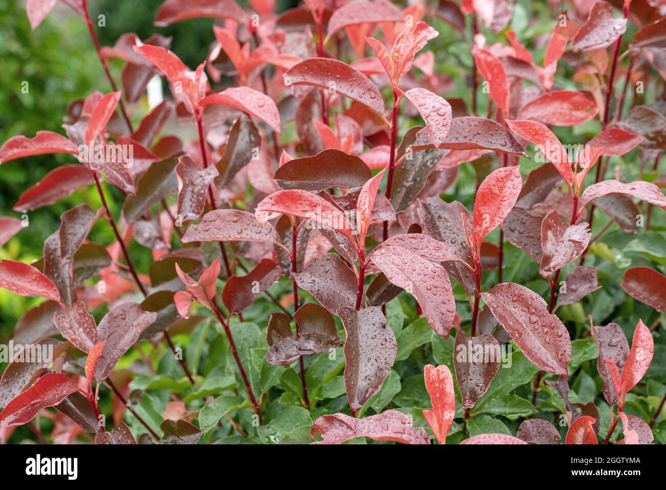 Photinia Feuilles Recroquevilleesnull