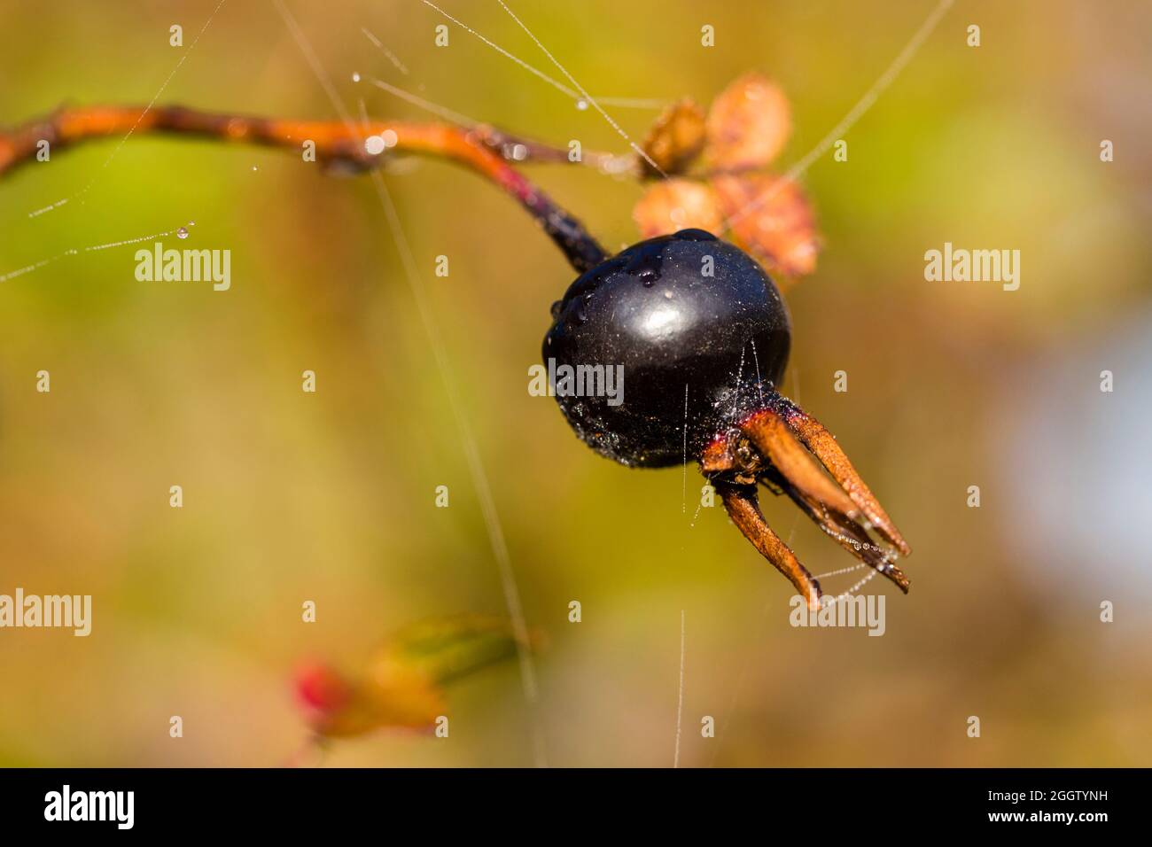 Rose de burnett (Rosa pampinellifolia), hanche-rose noire, Allemagne, Mecklembourg-Poméranie occidentale, Ruegen Banque D'Images