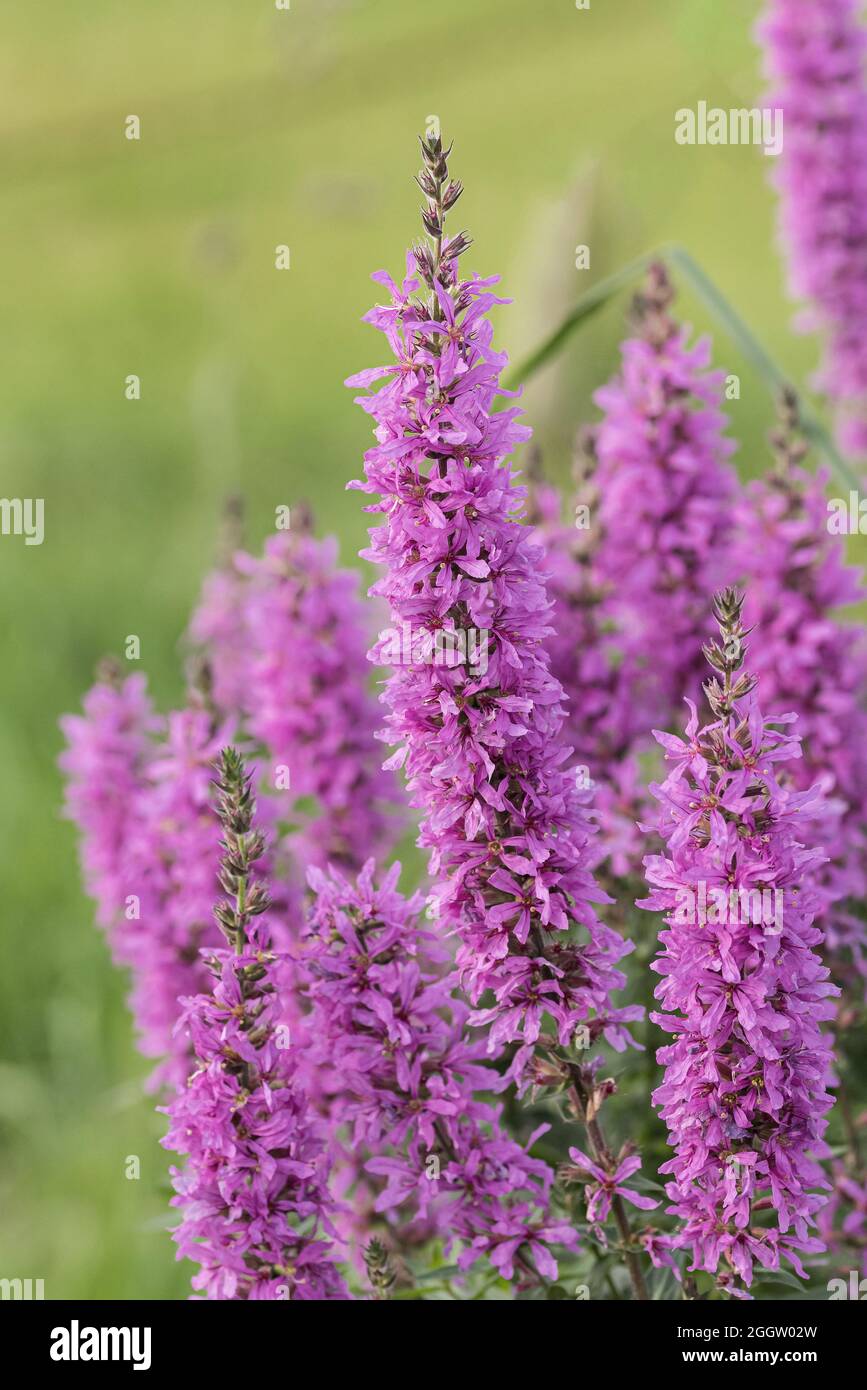 La salicaire, spiked salicaire (Lythrum salicaria), blooming, Allemagne Banque D'Images