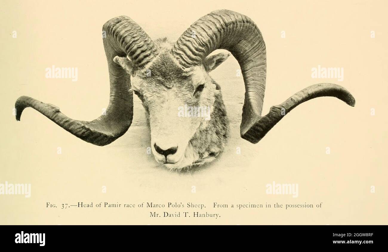 La tête et les cornes du mouton Marco Polo (Ovis ammon polii) [ici comme Ovis poli] est une sous-espèce de mouton argali, nommée d'après Marco Polo. Leur habitat est les régions montagneuses de l'Asie centrale. Les moutons de Marco Polo se distinguent surtout par leur cornes de grande taille et en spirale. Illustration du livre « renards sauvages, moutons et chèvres de toutes les terres, vivants et éteints » de Richard Lydekker (1849-1915) publié en 1898 par Rowland Ward, Londres Banque D'Images