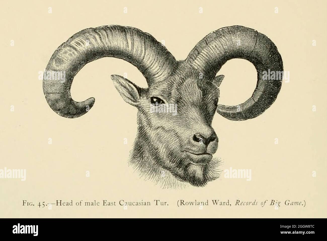 La tête d'un TUR est-caucasien masculin (Capra cylindricornis), également connu sous le nom de TUR Daghestan, est une caprine de montagne que l'on trouve seulement dans la moitié orientale des montagnes du Grand Caucase, en Azerbaïdjan, en Géorgie, et en Russie européenne. Le rut du Caucase de l'est vit dans un terrain montagneux accidenté, où il mange principalement des herbes et des feuilles, et est prié par les loups steppes, les lynx, Et peut-être des ours bruns syriens et des léopards persans. Illustration du livre « renards sauvages, moutons et chèvres de toutes les terres, vivants et éteints » de Richard Lydekker (1849-1915) publié en 1898 par Rowland Ward, Londres Banque D'Images