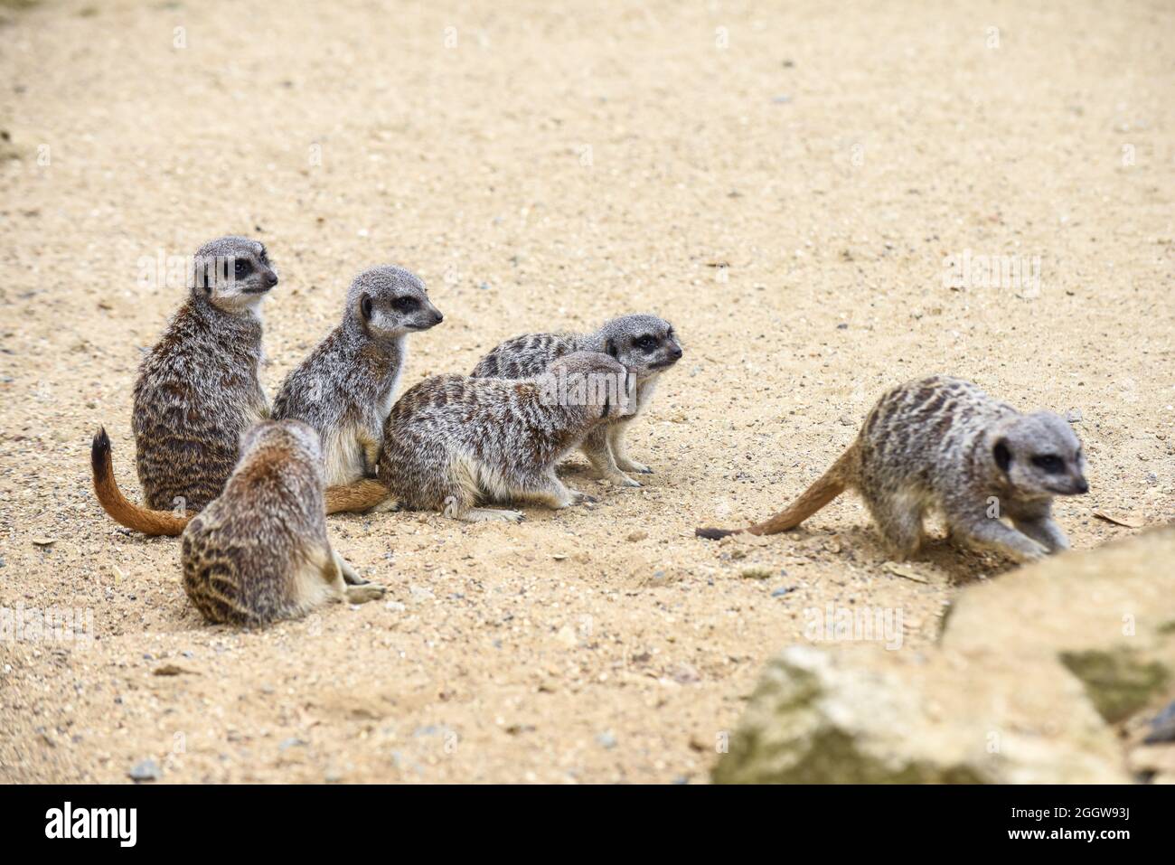 Meerkat dans le groupe debout de combat jouant et faisant la pose drôle Banque D'Images