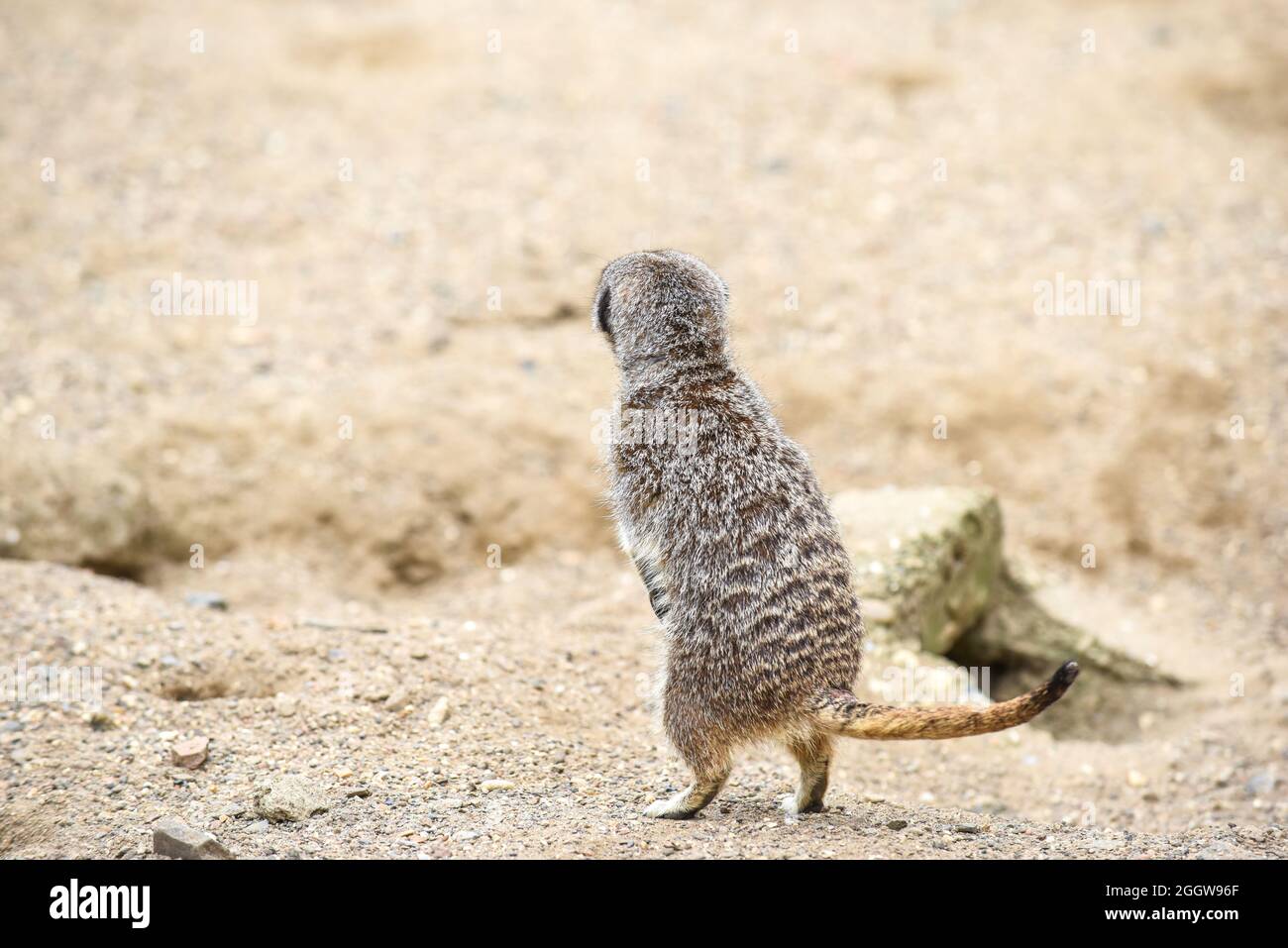 Meerkat dans le groupe debout de combat jouant et faisant la pose drôle Banque D'Images