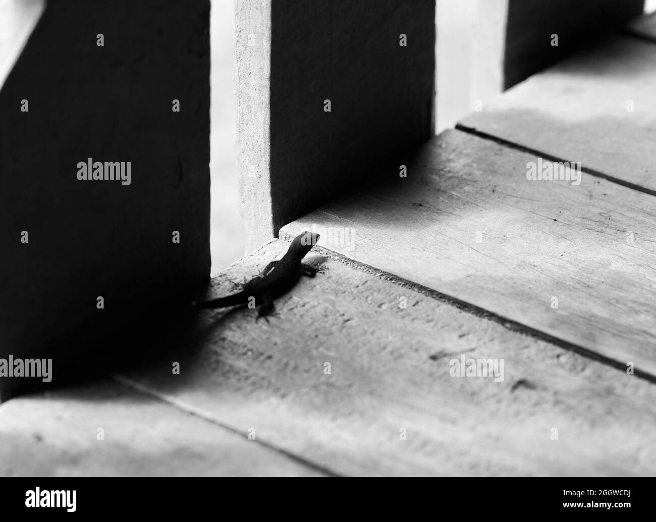 Petit gecko sur parquet Banque D'Images